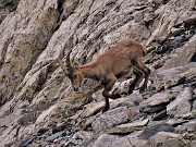 48 Stambecco sulle rocce del Monte Aga